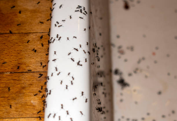 Bruce, MS Pest Control Company