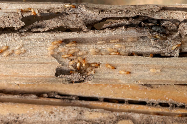Best Flea Control Services  in Bruce, MS